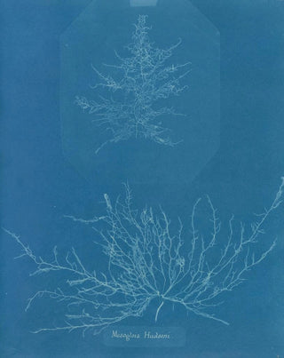 Mesogloia Hudsonii - Anna Atkins — artwork view