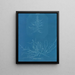 Mesogloia Hudsonii - Anna Atkins — framed artwork on a wall