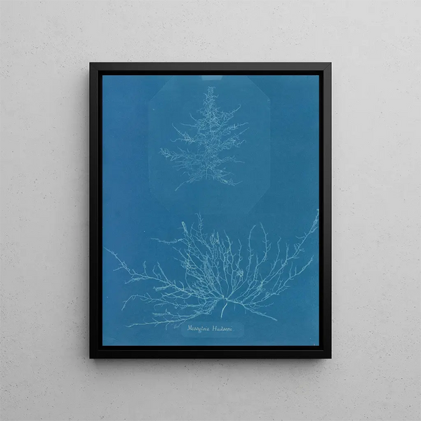 Mesogloia Hudsonii - Anna Atkins — framed artwork on a wall