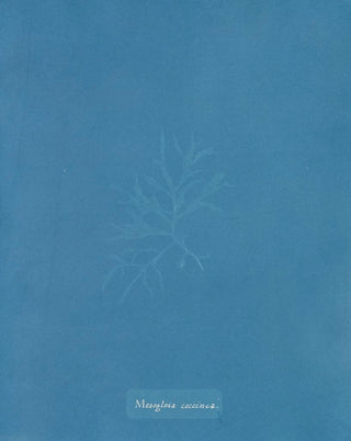 Mesogloia coccinea - Anna Atkins — artwork view