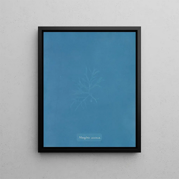 Mesogloia coccinea - Anna Atkins — framed artwork on a wall