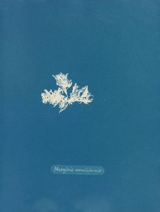 Mesogloia moniliformis - Anna Atkins — artwork view