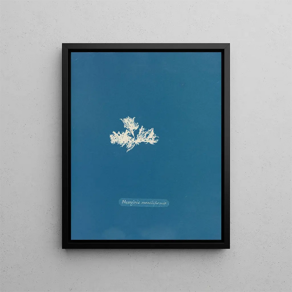Mesogloia moniliformis - Anna Atkins — framed artwork on a wall