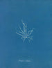 Mesogloia mutifida - Anna Atkins — artwork view