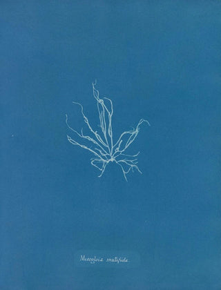 Mesogloia mutifida - Anna Atkins — artwork view
