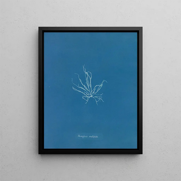 Mesogloia mutifida - Anna Atkins — framed artwork on a wall