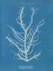 Mesogloia purpurea - Anna Atkins — artwork view