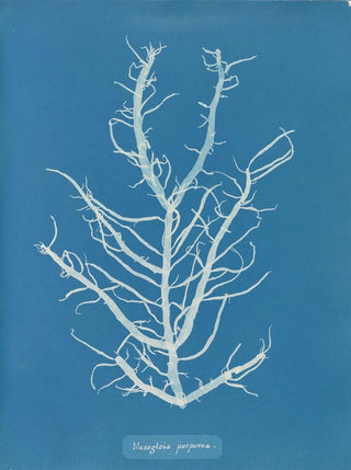 Mesogloia purpurea - Anna Atkins — artwork view