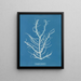 Mesogloia purpurea - Anna Atkins — framed artwork on a wall