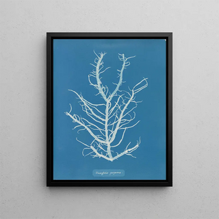 Mesogloia purpurea - Anna Atkins — framed artwork on a wall