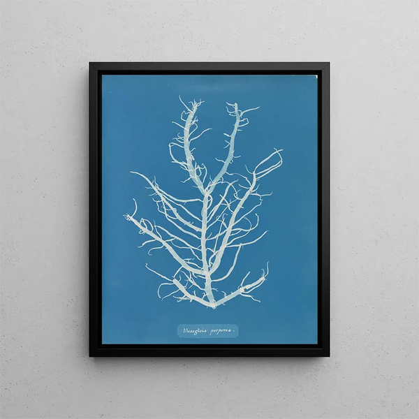 Mesogloia purpurea - Anna Atkins — framed artwork on a wall