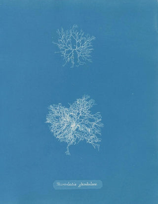 Microcladia glandulosa painting - Anna Atkins — artwork view