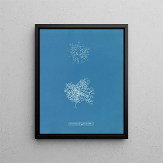 Microcladia glandulosa painting - Anna Atkins — framed artwork on a wall