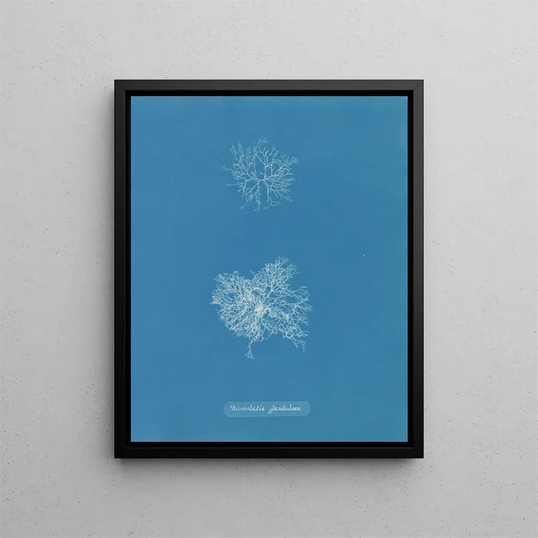 Microcladia glandulosa painting - Anna Atkins — framed artwork on a wall