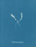 Myriotrichia claviformis - Anna Atkins — artwork view