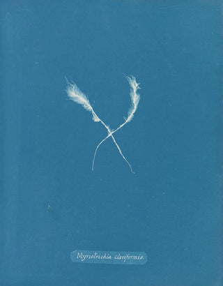Myriotrichia claviformis - Anna Atkins — artwork view