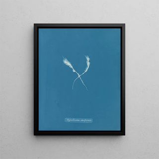 Myriotrichia claviformis - Anna Atkins — framed artwork on a wall