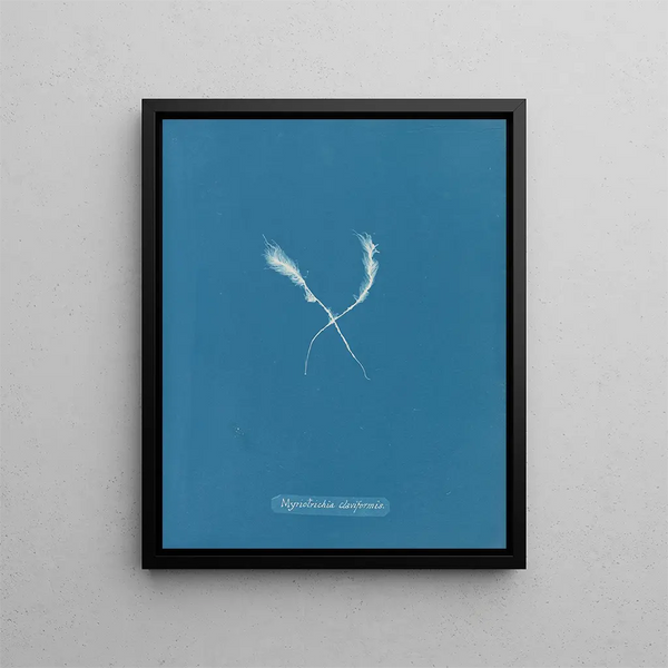 Myriotrichia claviformis - Anna Atkins — framed artwork on a wall