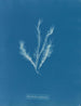 Myriotrichia filiformis - Anna Atkins — artwork view