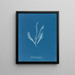 Myriotrichia filiformis - Anna Atkins — framed artwork on a wall