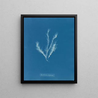 Myriotrichia filiformis - Anna Atkins — framed artwork on a wall