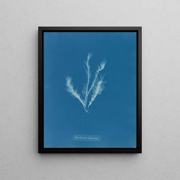 Myriotrichia filiformis - Anna Atkins — framed artwork on a wall