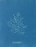 Naccaria Wigghii - Anna Atkins — artwork view