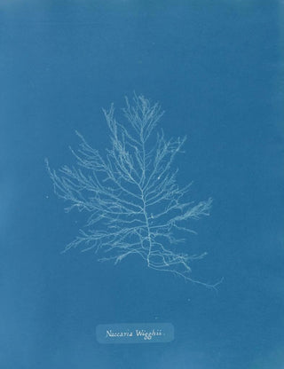Naccaria Wigghii - Anna Atkins — artwork view