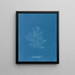 Naccaria Wigghii - Anna Atkins — framed artwork on a wall