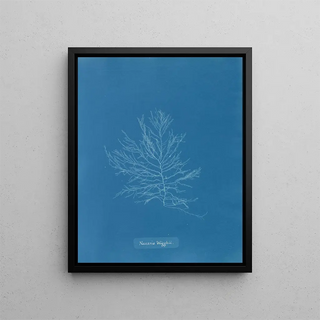 Naccaria Wigghii - Anna Atkins — framed artwork on a wall