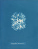 Nitophyllum Bonnemaisoni - Anna Atkins — artwork view