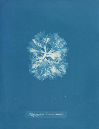 Nitophyllum Bonnemaisoni - Anna Atkins — artwork view