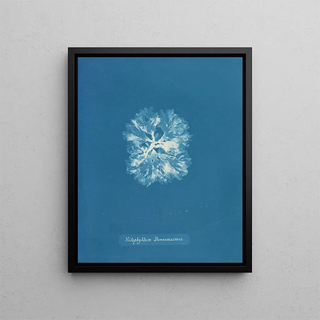 Nitophyllum Bonnemaisoni - Anna Atkins — framed artwork on a wall
