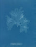 Nitophyllum Gmeleni - Anna Atkins — artwork view