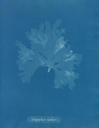 Nitophyllum Gmeleni - Anna Atkins — artwork view