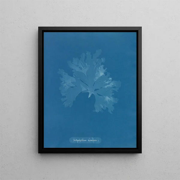 Nitophyllum Gmeleni - Anna Atkins — framed artwork on a wall