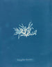 Nitophyllum lacéré - Anna Atkins — artwork view
