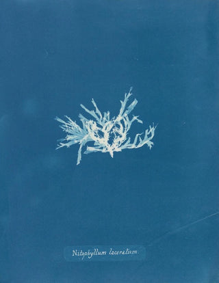 Nitophyllum lacéré - Anna Atkins — artwork view