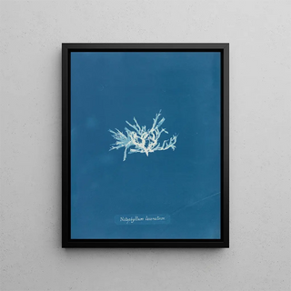 Reproduction of the painting Nitophyllum laceratum - Anna Atkins