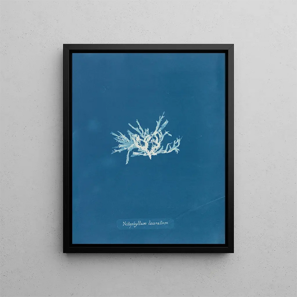 Reproduction of the painting Nitophyllum laceratum - Anna Atkins
