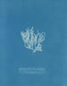 Reproduction of the painting Nitophyllum laceratum - Anna Atkins
