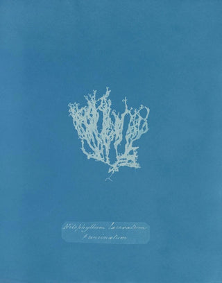 Reproduction of the painting Nitophyllum laceratum - Anna Atkins