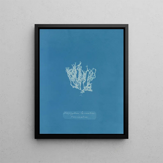 Reproduction of the painting Nitophyllum laceratum - Anna Atkins
