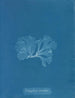 Nitophyllum punctatum painting - Anna Atkins — artwork view