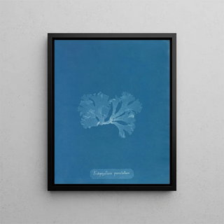 Nitophyllum punctatum painting - Anna Atkins — framed artwork on a wall