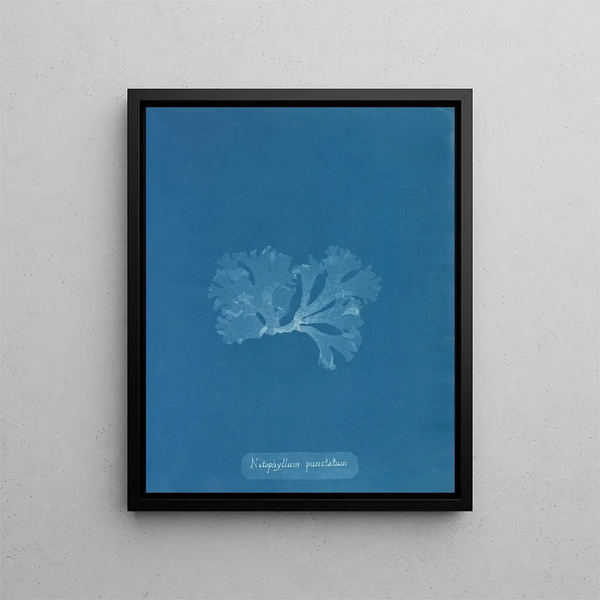 Nitophyllum punctatum painting - Anna Atkins — framed artwork on a wall