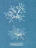 Nitophyllum punctatum - Anna Atkins — artwork view
