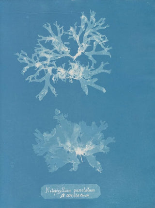 Nitophyllum punctatum - Anna Atkins — artwork view