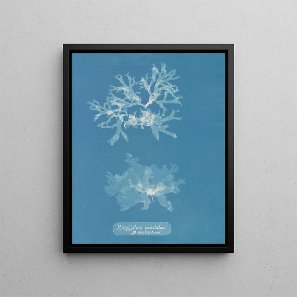 Nitophyllum punctatum - Anna Atkins — framed artwork on a wall