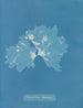 Nitophyllum ulvoideum - Anna Atkins — artwork view
